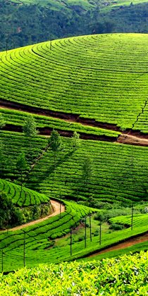 munnar