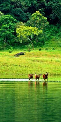 thekkady